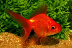 Золотая рыбка Риукин (Ryukin Goldfish) 1