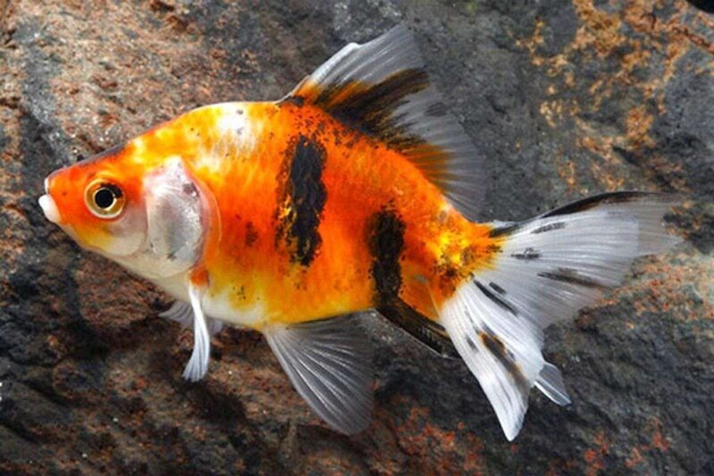 Золотая рыбка Риукин (Ryukin Goldfish) 6