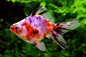 Золотая рыбка Риукин (Ryukin Goldfish) 4