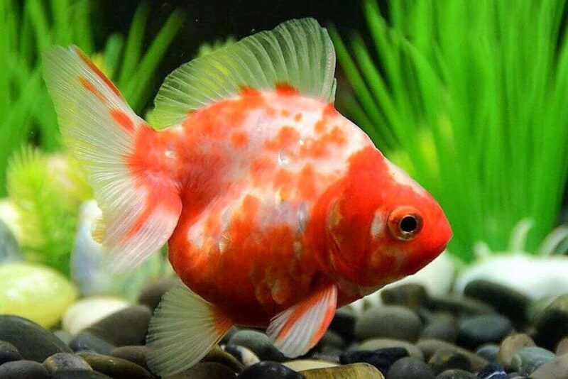 Золотая рыбка Риукин (Ryukin Goldfish) 2