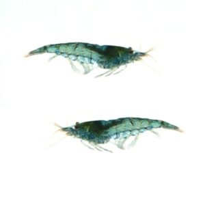Креветка голубая (Cherry shrimp) купить