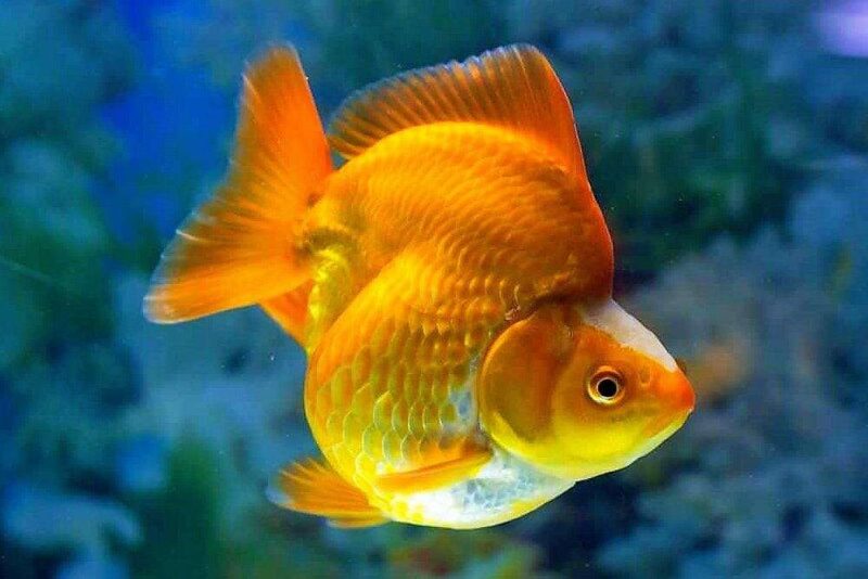 Золотая рыбка Риукин (Ryukin Goldfish) 3