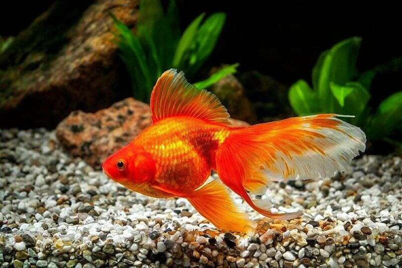 Золотая рыбка Риукин (Ryukin Goldfish) 7