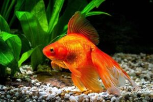 Золотая рыбка Риукин (Ryukin Goldfish) 8