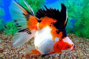 Золотая рыбка Риукин (Ryukin Goldfish) 10