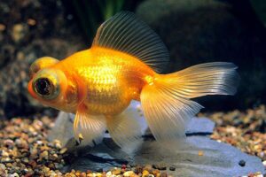 Золотая рыбка Телескоп (Carassius auratus) 7