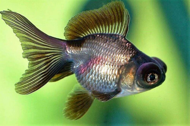 Золотая рыбка Телескоп (Carassius auratus) 8