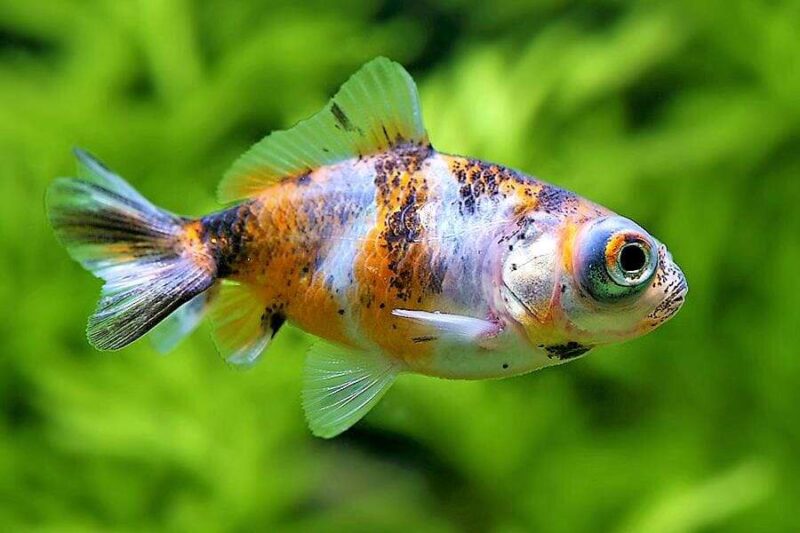 Золотая рыбка Телескоп (Carassius auratus) 2