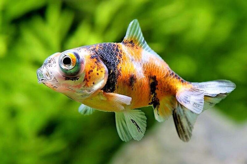 Золотая рыбка Телескоп (Carassius auratus) 1