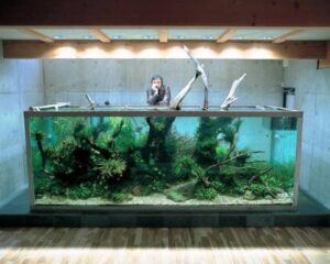 Огромные коряги в дизайне аквариума, Такаши Амано