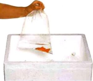 Перевозка рыб в термобокс