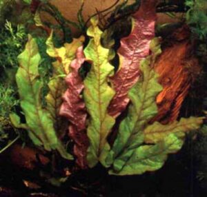 Барклайя - аквариумное растение