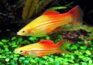 Рыбы, у которых развитие икры и выклев личинок происходят в теле самки
