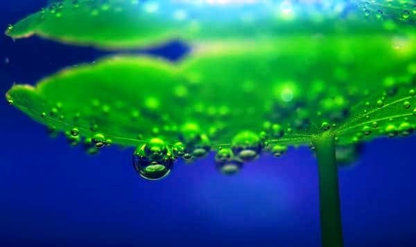 Пузырьки кислорода на листьях водных растений