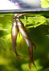 Рыбы, мечущие икру на нижнюю сторону свисающих над водой листьев