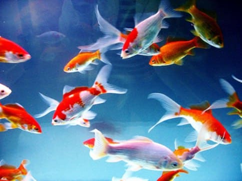 Золотые рыбки - холодноводные аквариумные рыбы