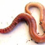 Живой корм - Земляные черви для аквариумных рыб