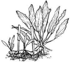 Рассечение длинного корневища с несколькими дочерними растениями
