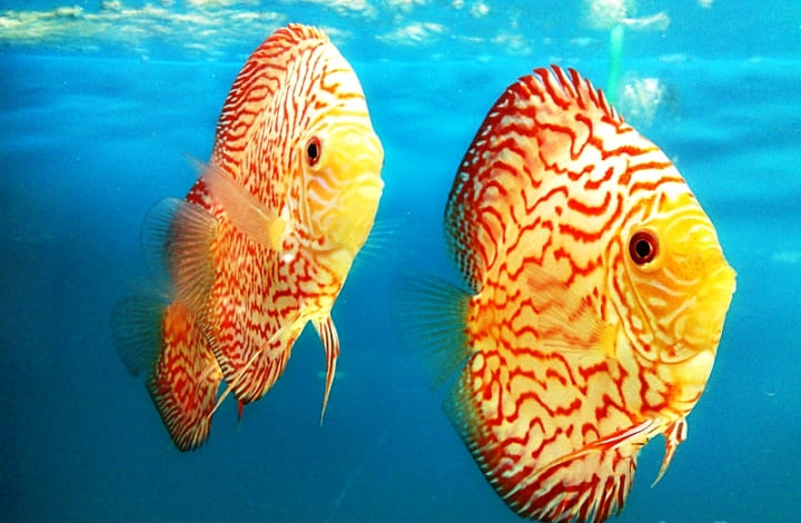 Дискусы - теплолюбивые аквариумные рыбы