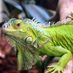 Зеленая игуана (Iguana iguana) превью