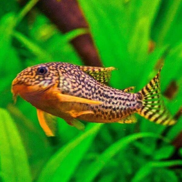 Коридорас (Corydoras) аквариумные сомы, виды