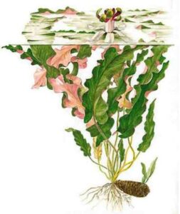 Барклайя, внешний вид - самоопыляющееся растение