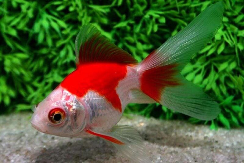 Золотая рыбка Риукин (Ryukin Goldfish) 5