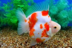 Золотая рыбка Риукин (Ryukin Goldfish) 11