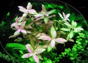 Гигрофила многосеменная (Hygrophila polysperma) в аквариуме 2.