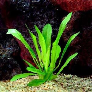 Эхинодорус мелкоцветный (Echinodorus parviflorus) превью
