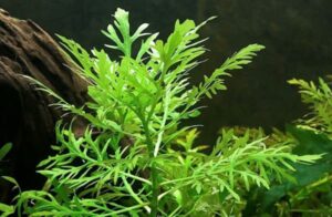 Аквариумное растение Гигрофила разнолистная (Hygrophila difformis).