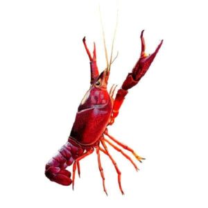 Рак флоридский красный (Procambarus clarkii) купить