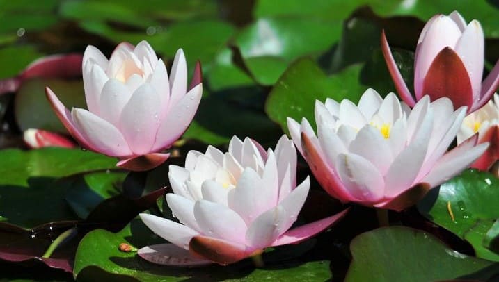 Нимфея (Green Tiger Lotus) цветок.