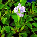Эйхорния отличная или водяной Гиацинт (Eichhornia crassipes)