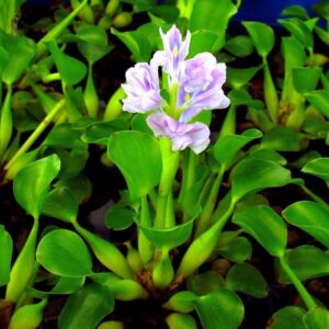 Эйхорния отличная или водяной Гиацинт (Eichhornia crassipes) превью