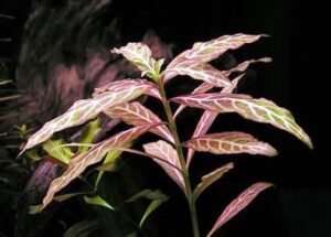 Гигрофила многосеменная (Hygrophila polysperma) внешний вид.