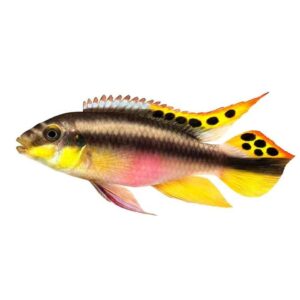 Пельвикахромис пульхер (Pelvicachromis pulcher) купить