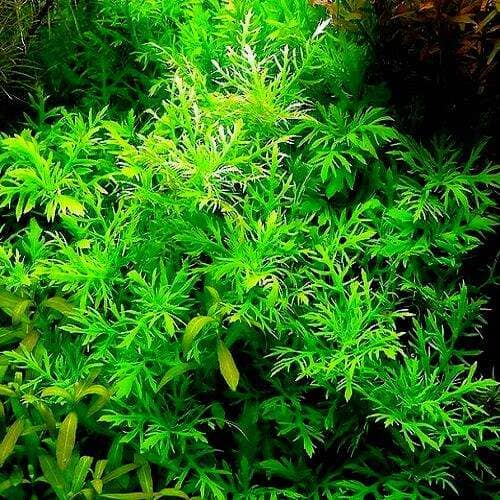 Гигрофила многосеменная (Hygrophila polysperma)1