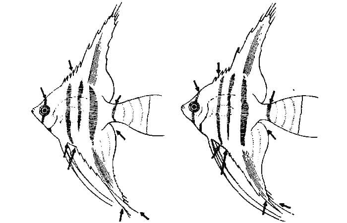 Скалярия отличить самку. Самка и самец скалярии рыбки. Скалярия самец отличия от самки. Скалярии самки и самцы отличие. Скалярия аквариумная самец и самка.
