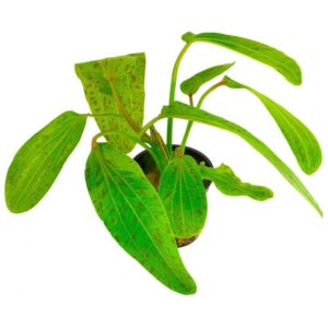 Эхинодорус Oцелот зеленый (Echinodorus ozelot Green) купить