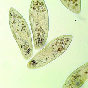 Стартовый корм — инфузория туфелька (Paramecium Caudatum)