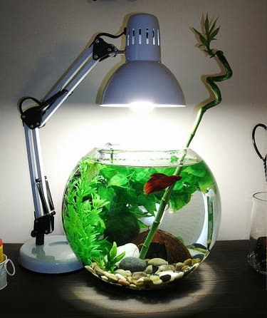 Круглый аквариум в домашнем интерьере 2