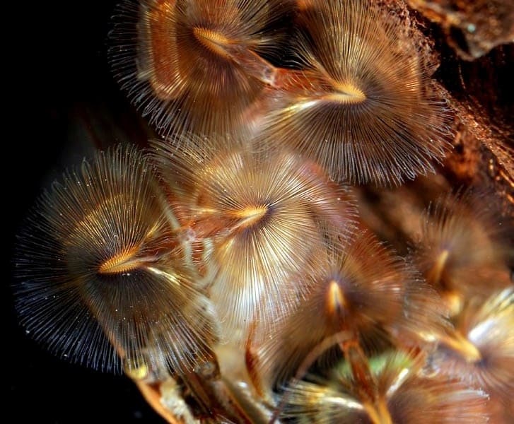 Креветка-фильтратор (Atyopsis moluccensis) веера, крупным планом