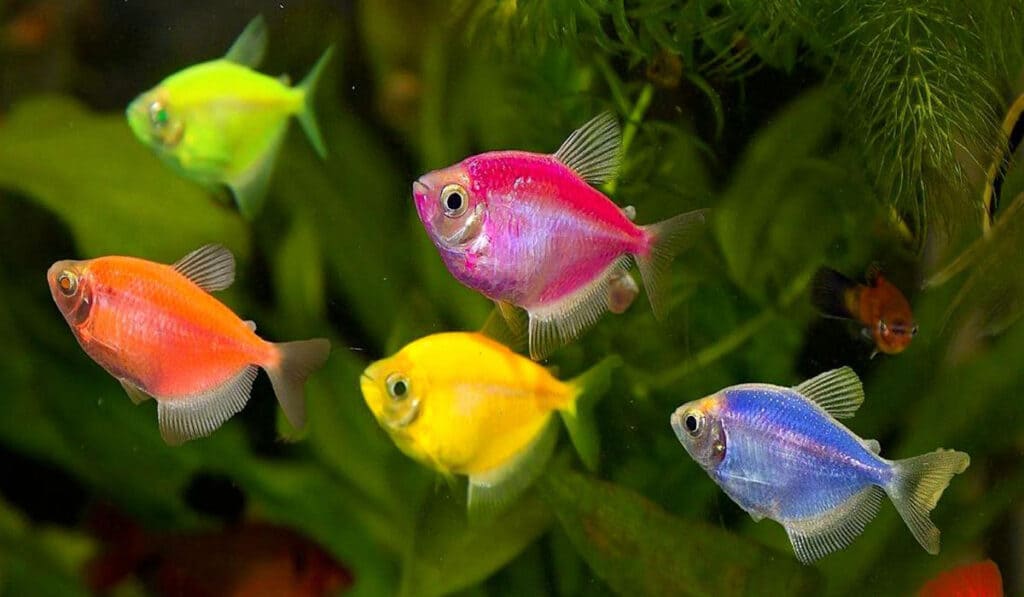 Тернеция (Gymnocorymbus ternetzi) GloFish - разные цвета. 