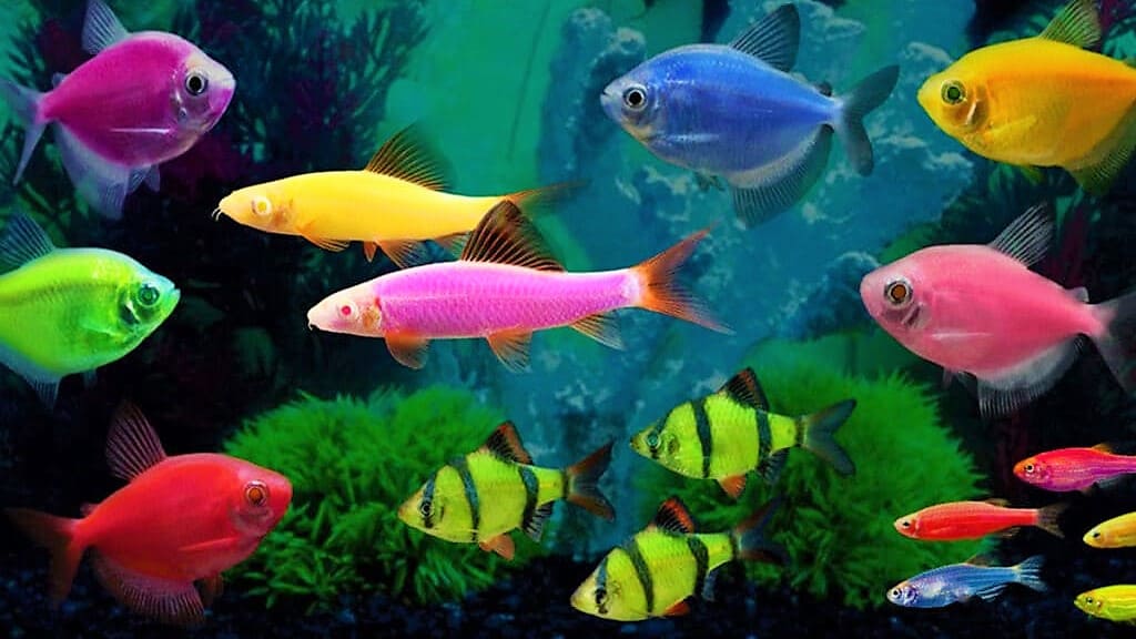 Пресноводные аквариумные рыбки