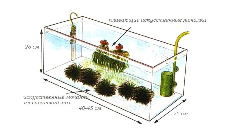 Неоновая радужница (M. praecox) нерестовый аквариум пример