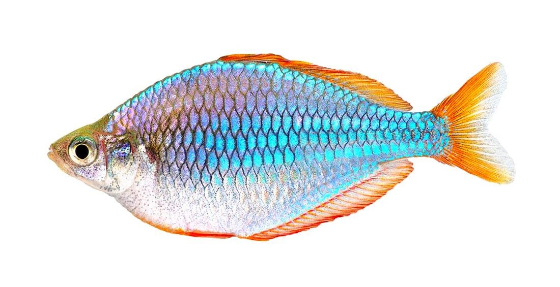 Неоновая радужница (Melanotaenia praecox) аквариумная рыбка