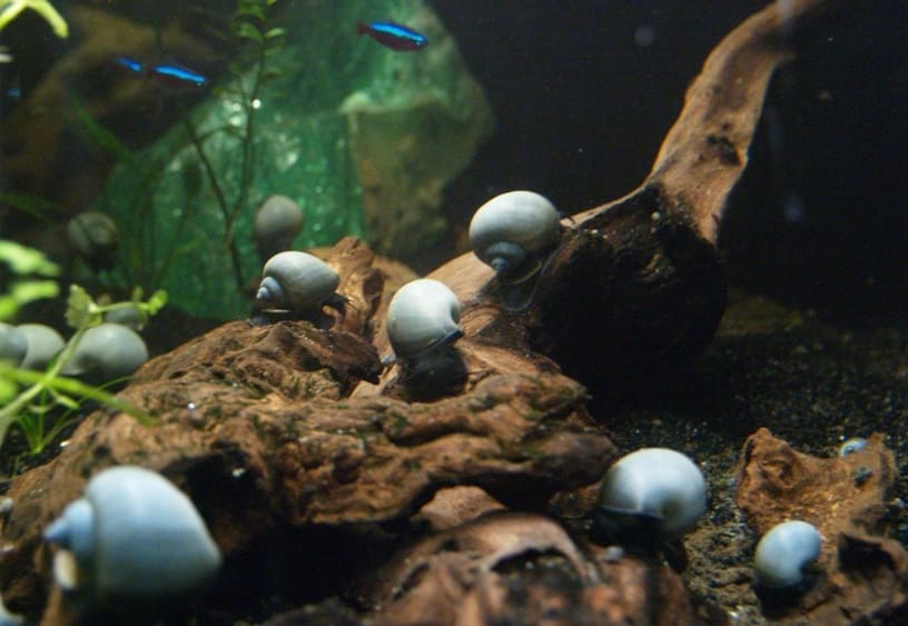 Ампулярии голубые (Pomacea bridgesii) в аквариуме