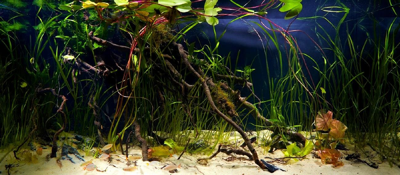 Неоновая радужница (M. praecox) аквариум биотоп реки Мамберамо 1