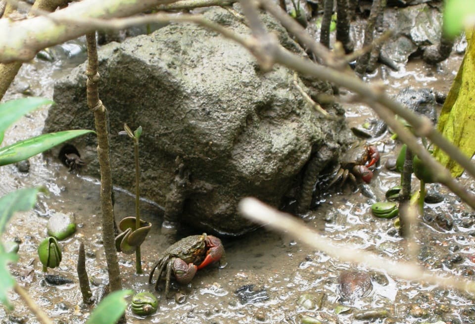 Красный мангровый краб (Pseudosesarma moeshi) места обитания